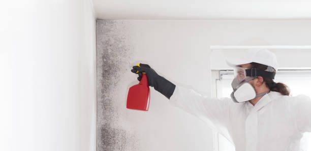 Attic Mold Removal in Eagleview, PA